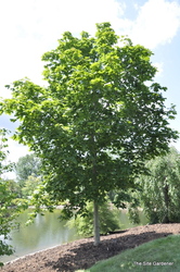 Acer platanoides 'Emerald Queen' — photo 2